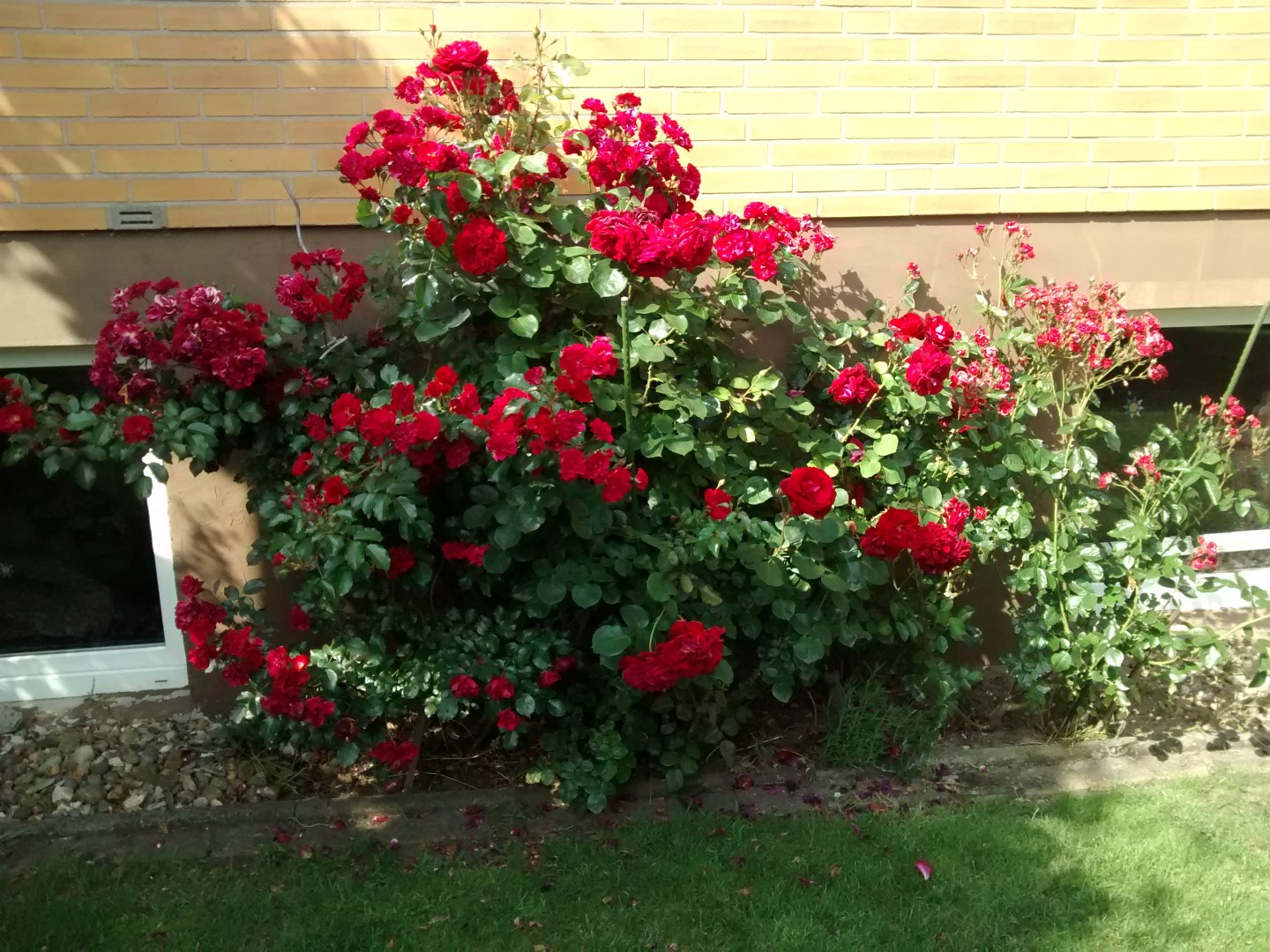 Rose hinten