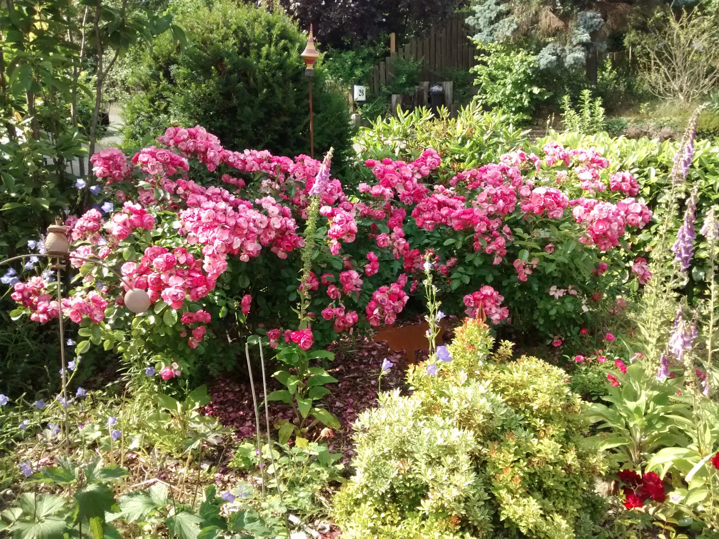Rose im Vorgarten